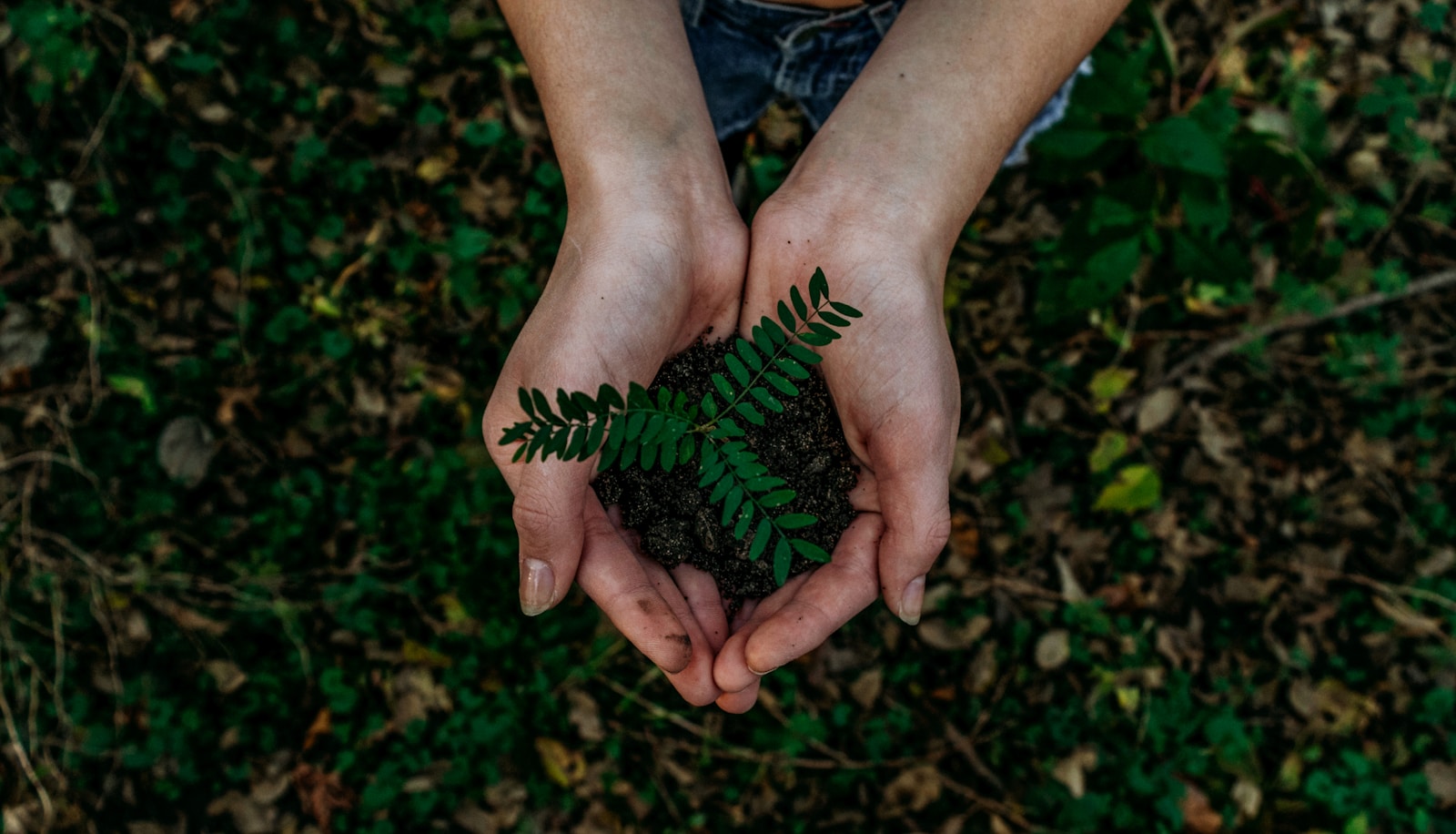 Mãos segurando uma muda de planta, representando sustentabilidade e cuidado com o meio ambiente.